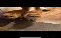 Bengal cats for sale: Two  gingers  cats  - Image 4