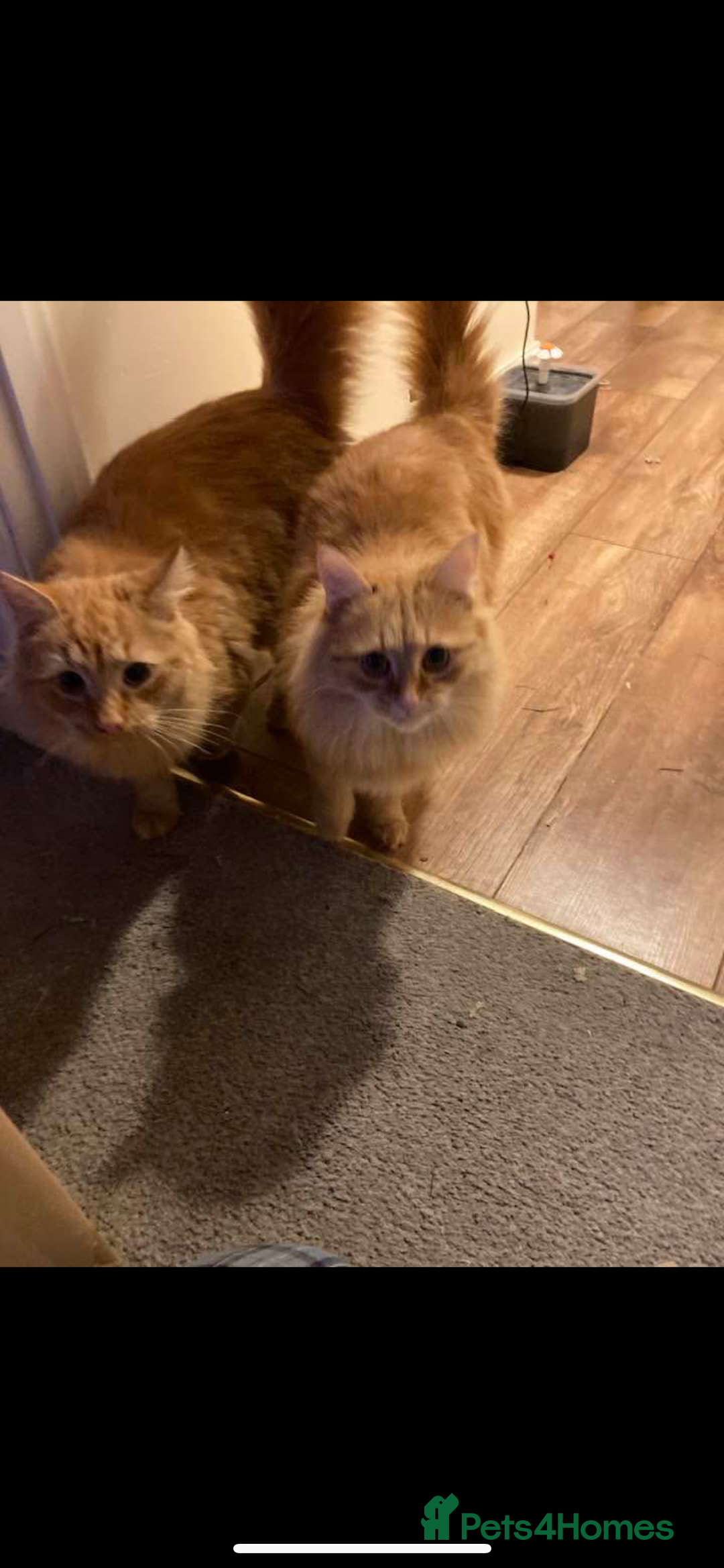 Bengal cats for sale: Two  gingers  cats  - Image 4