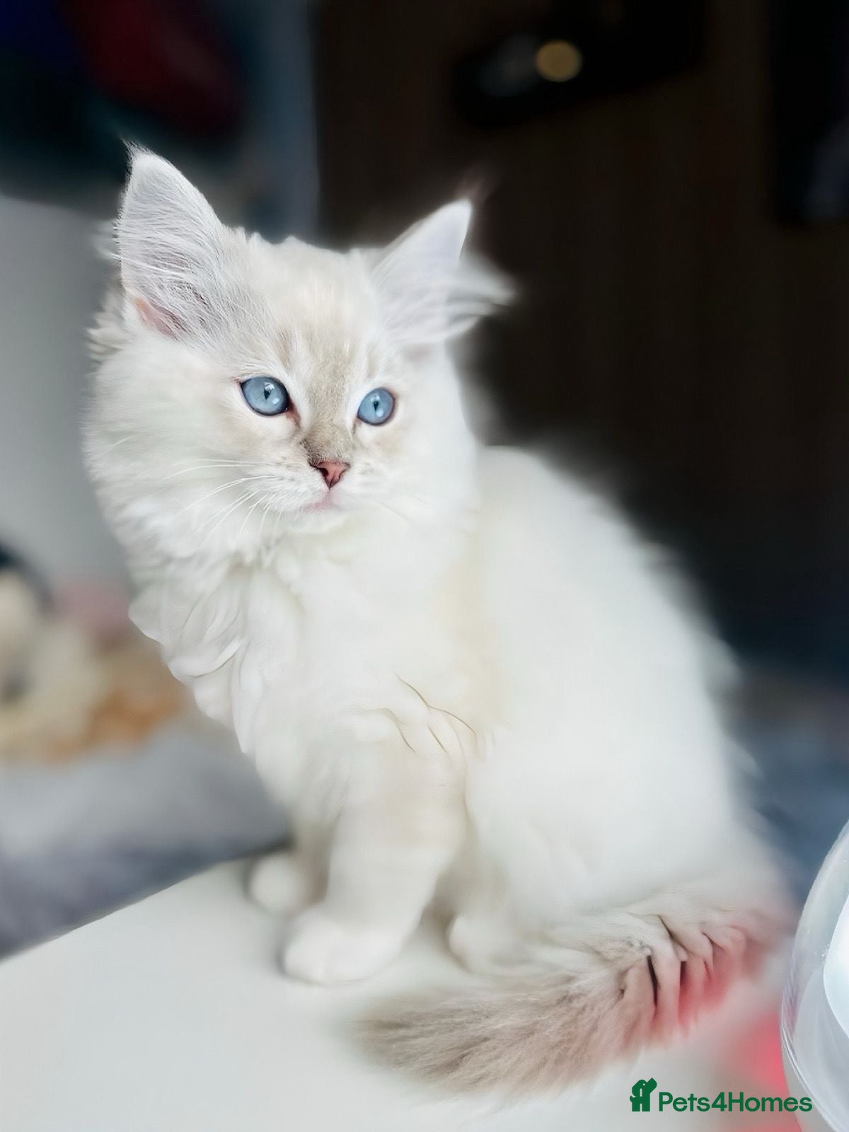 Ragdoll cats One female,DNA Tested Stunning Ragdoll Kittens - Advert 3