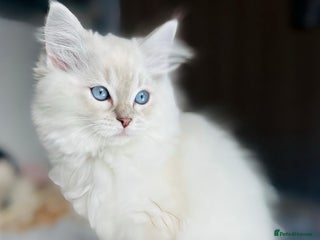 Ragdoll cats One female,DNA Tested Stunning Ragdoll Kittens - Advert 3