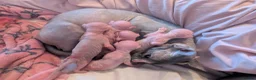 Sphynx cats for sale: Sphinx kittens  - Advert 5