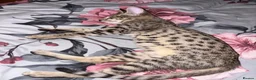 Savannah cats for sale: F4 & F5 1 year old Savannah cats  in South Croydon - Advert 6