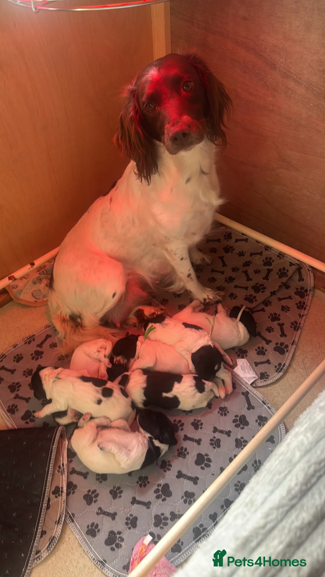 English Springer Spaniel dogs for sale: Springer spaniel puppies KC registered - Advert 1