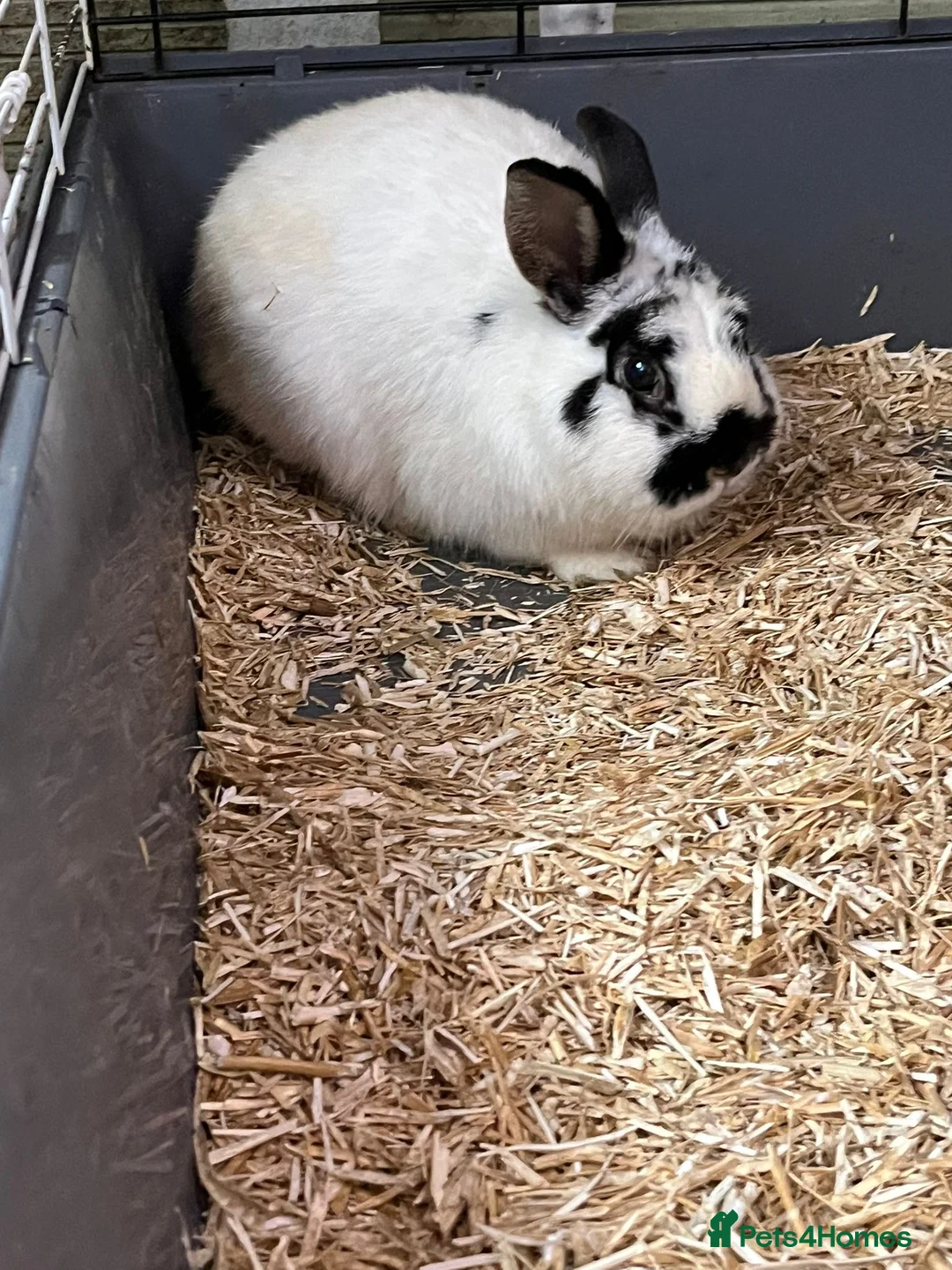 Mini Lop rabbits for sale: Mini lop and lion head  - Advert 1