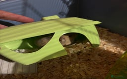Hamster rodents for sale: Male Russian dwarf hamster  - Image 3