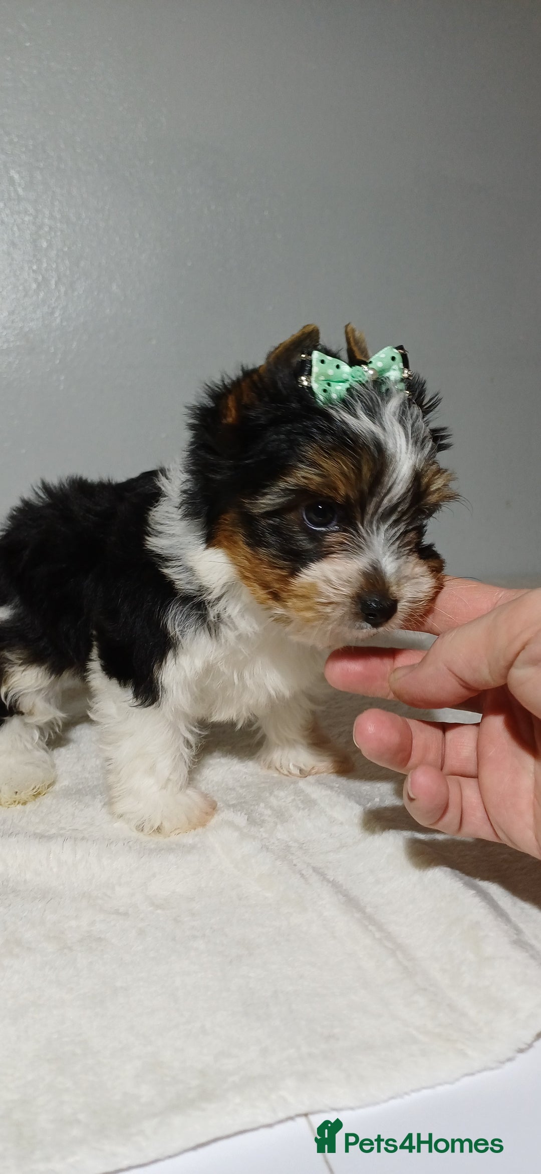 Yorkshire Terrier dogs for sale: 100% Biewer yorkshire-terrier Pedigree  - Advert 33