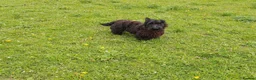 Scottish Terrier dogs for stud: Scottish Terrier For Stud  - Advert 2