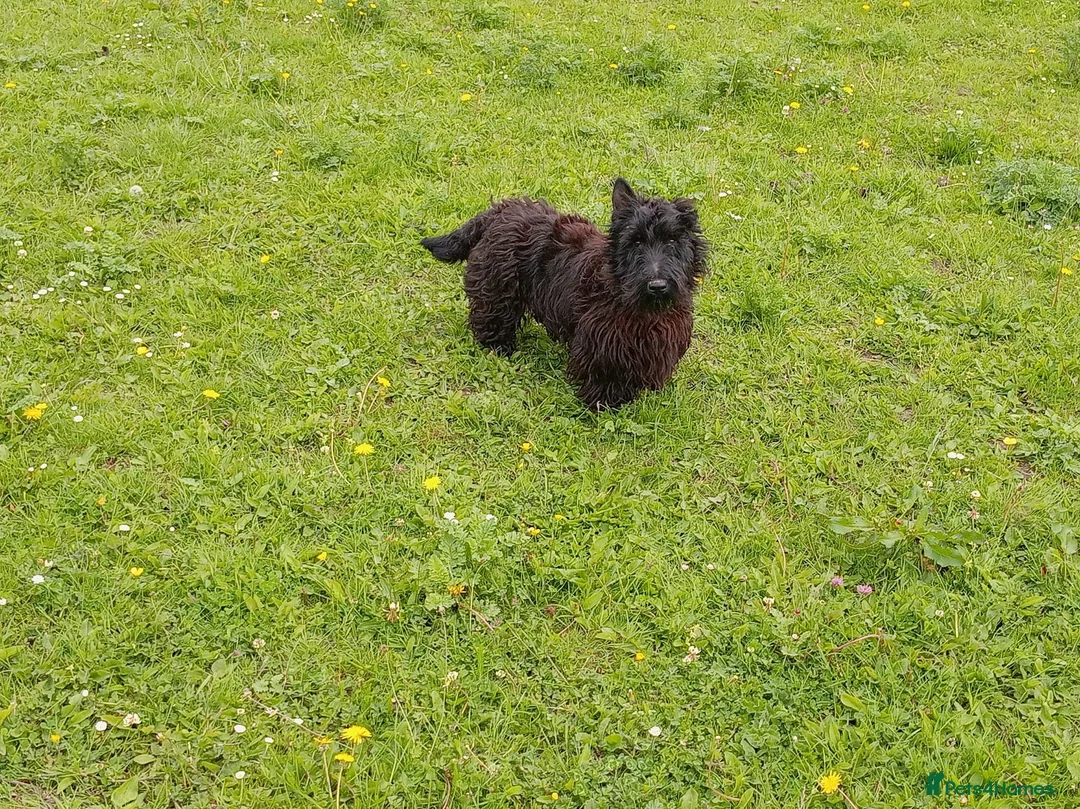 Scottish Terrier dogs for stud: Scottish Terrier For Stud  - Advert 2