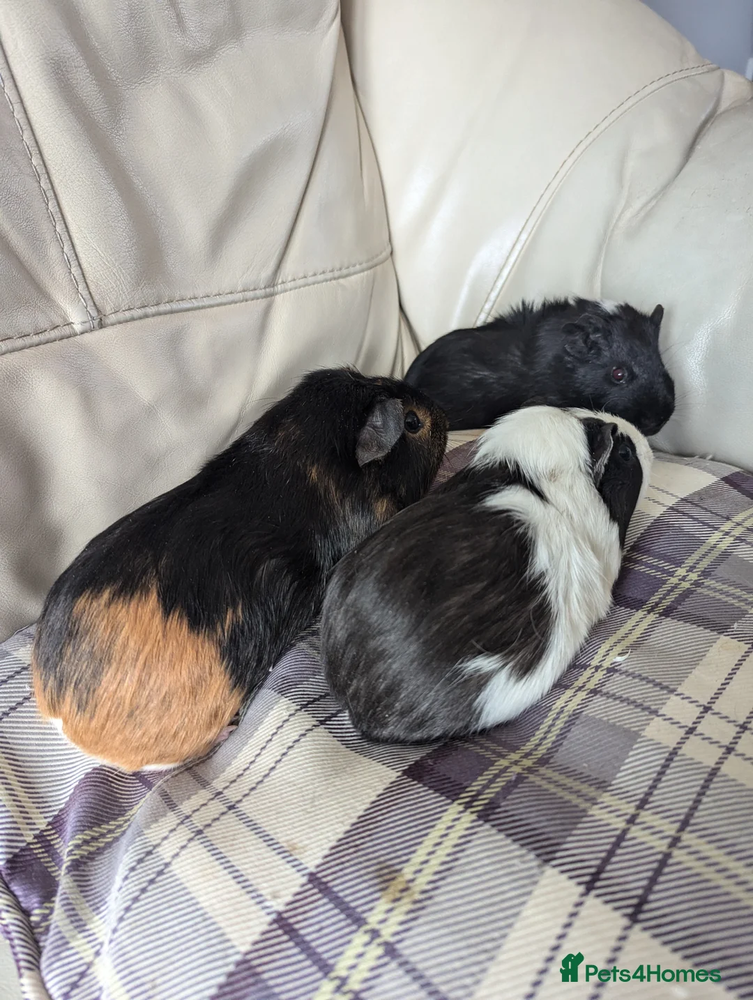 Guinea Pig rodents for sale: Baby boy guinea pigs - Advert 7
