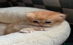 British Longhair cats for sale: GCCF reg BLH Black and Chocolate Golden kittens - Image 21