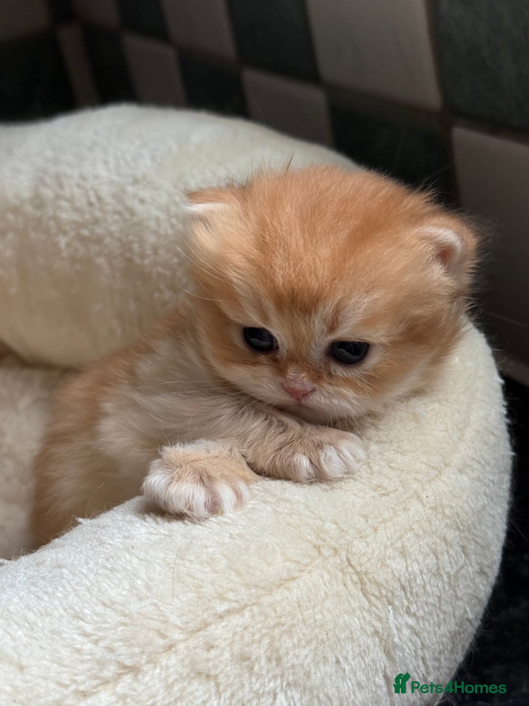 British Longhair cats for sale: GCCF reg BLH Black and Chocolate Golden kittens - Image 21