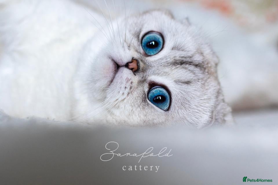 Scottish Fold cats  Ozzy is looking for his forever home! - Advert 1