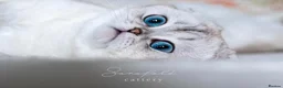 Scottish Fold cats for sale:  Ozzy is looking for his forever home! - Advert 1