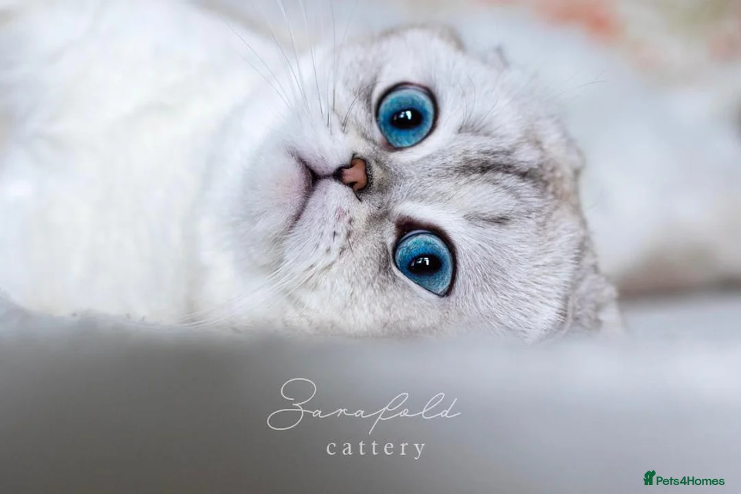 Scottish Fold cats for sale:  Ozzy is looking for his forever home! - Advert 1
