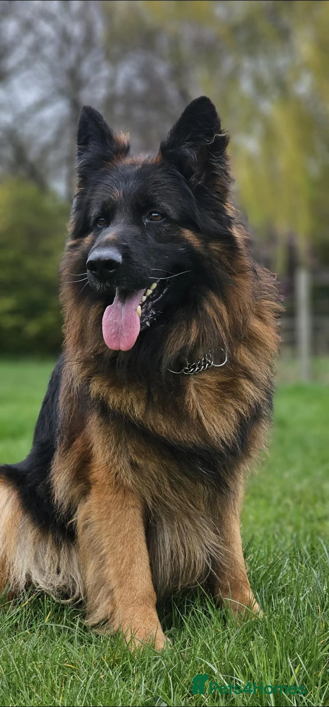 German Shepherd dogs for stud: Super temperament, Stunning pigmentation, proven  - Advert 6