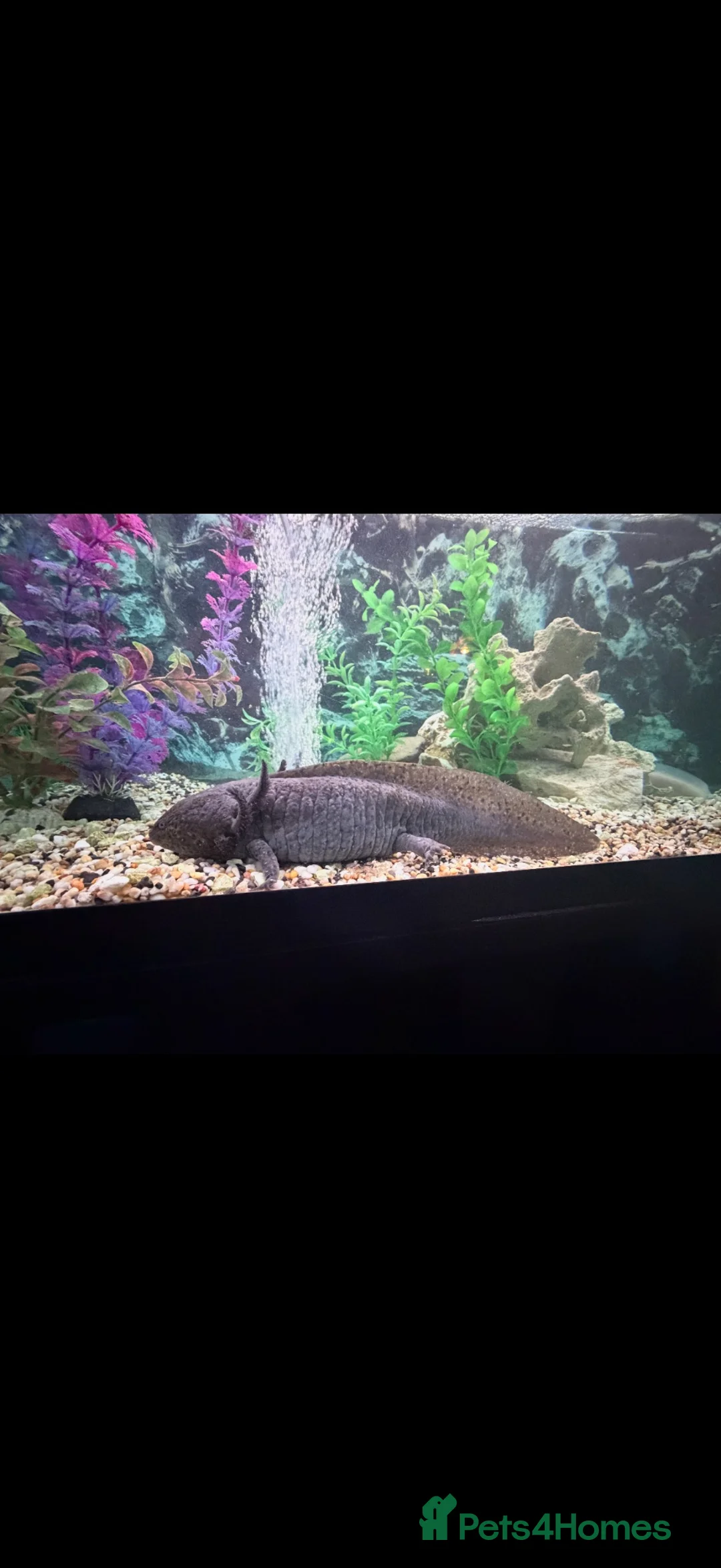 Axolotl reptiles for sale: Axolotyl Female Adult  - Advert 2