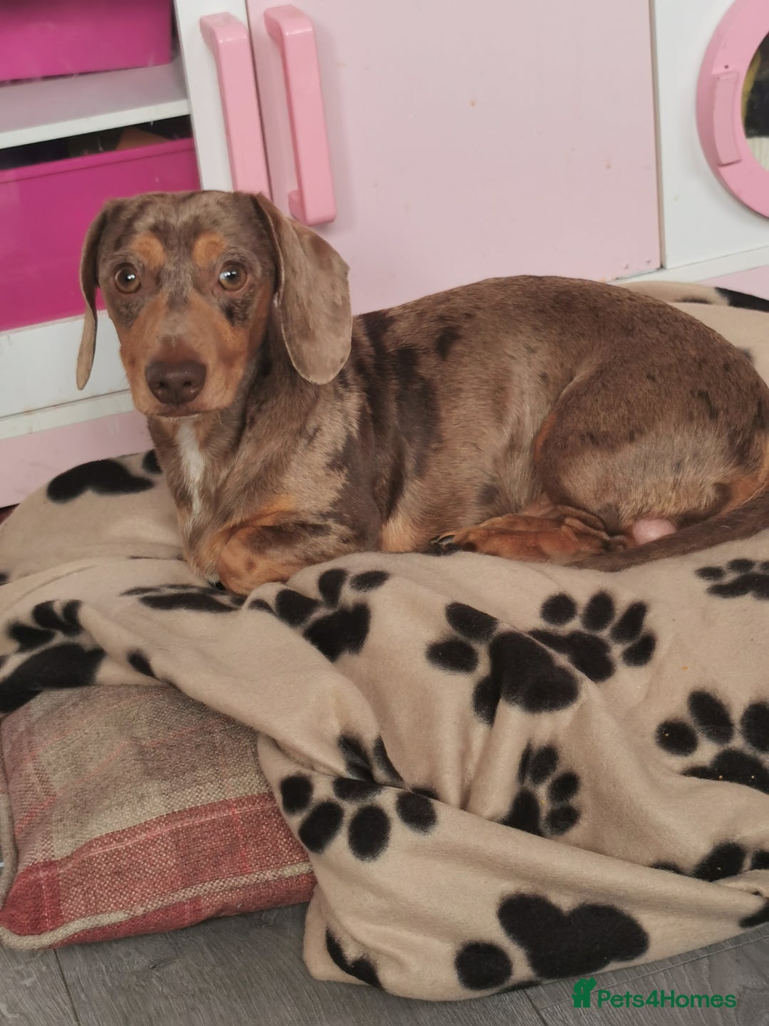 Miniature Dachshund dogs for stud: Miniature chocolate dapple mink dachshund stud dog - Image 4