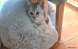 Scottish Fold cats for sale: Beautiful Scottish fold kittens - Image 13