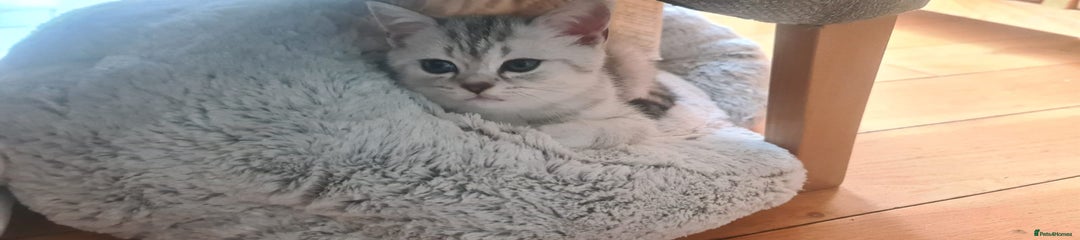 Scottish Fold Kitten 1
