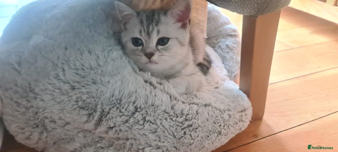 Scottish Fold cats for sale: Beautiful Scottish fold kittens - Image 13