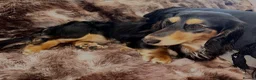 Miniature Dachshund dogs for stud: KC registered Miniature Dachshund Stud Available. - Advert 5