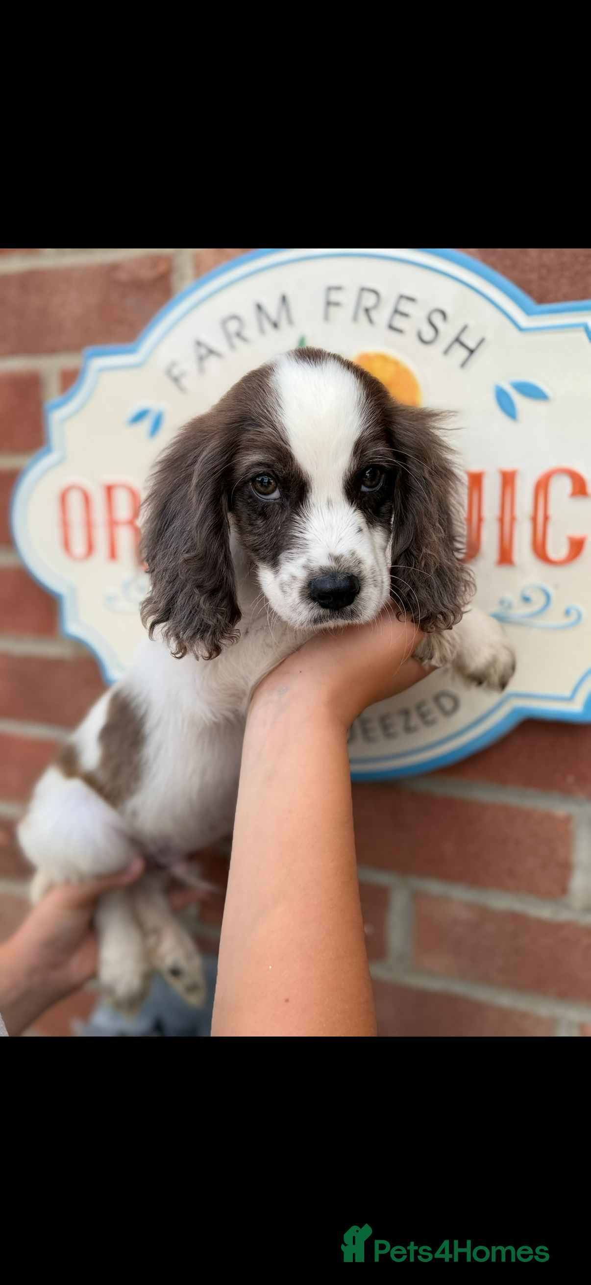 Cocker Spaniel dogs for sale: Prolific working lines cocker spaniel puppies  - Advert 2