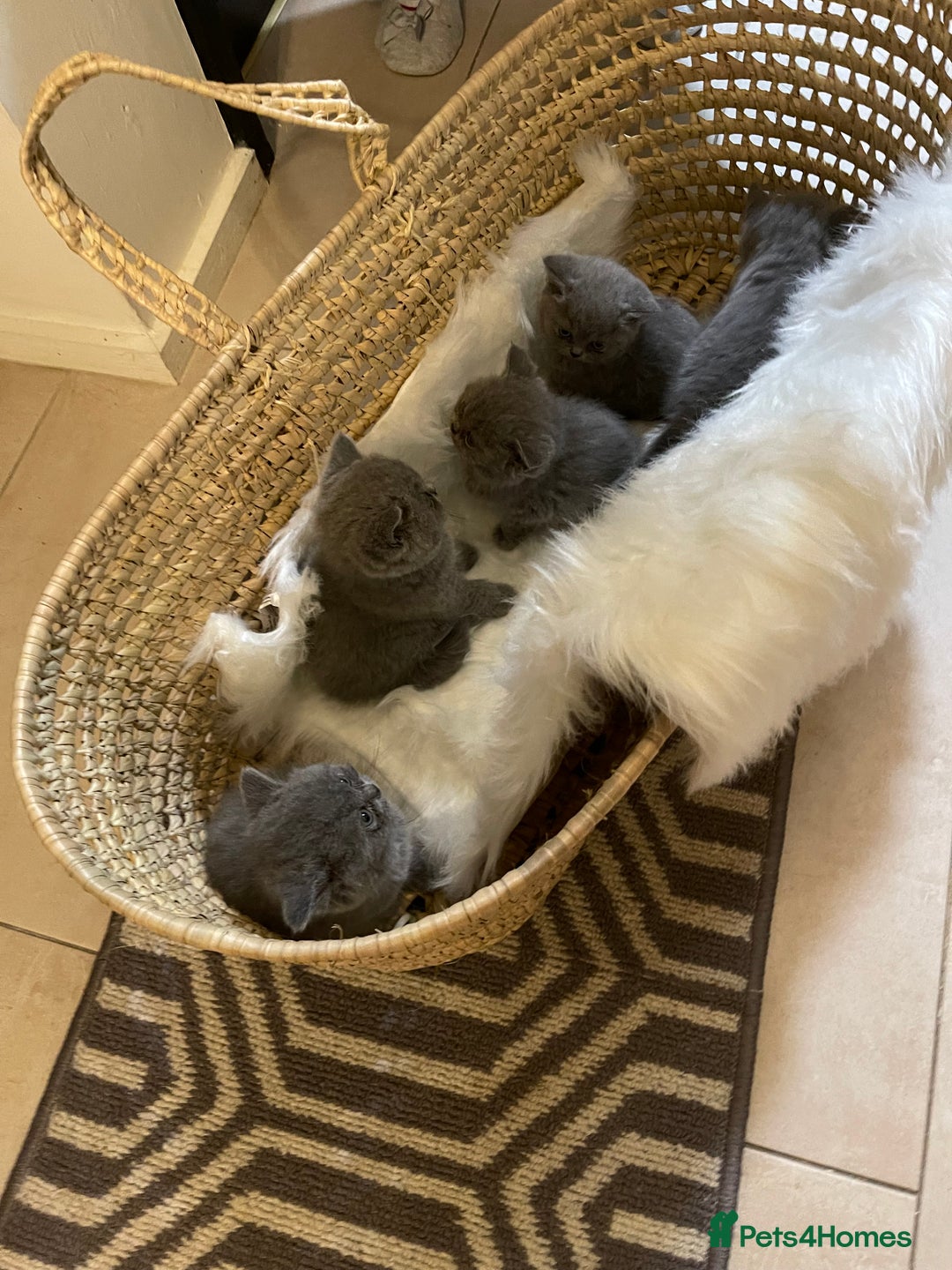 British Shorthair cats for sale: Stunning GCCF British Shorthair Pedigree Kittens - Image 6