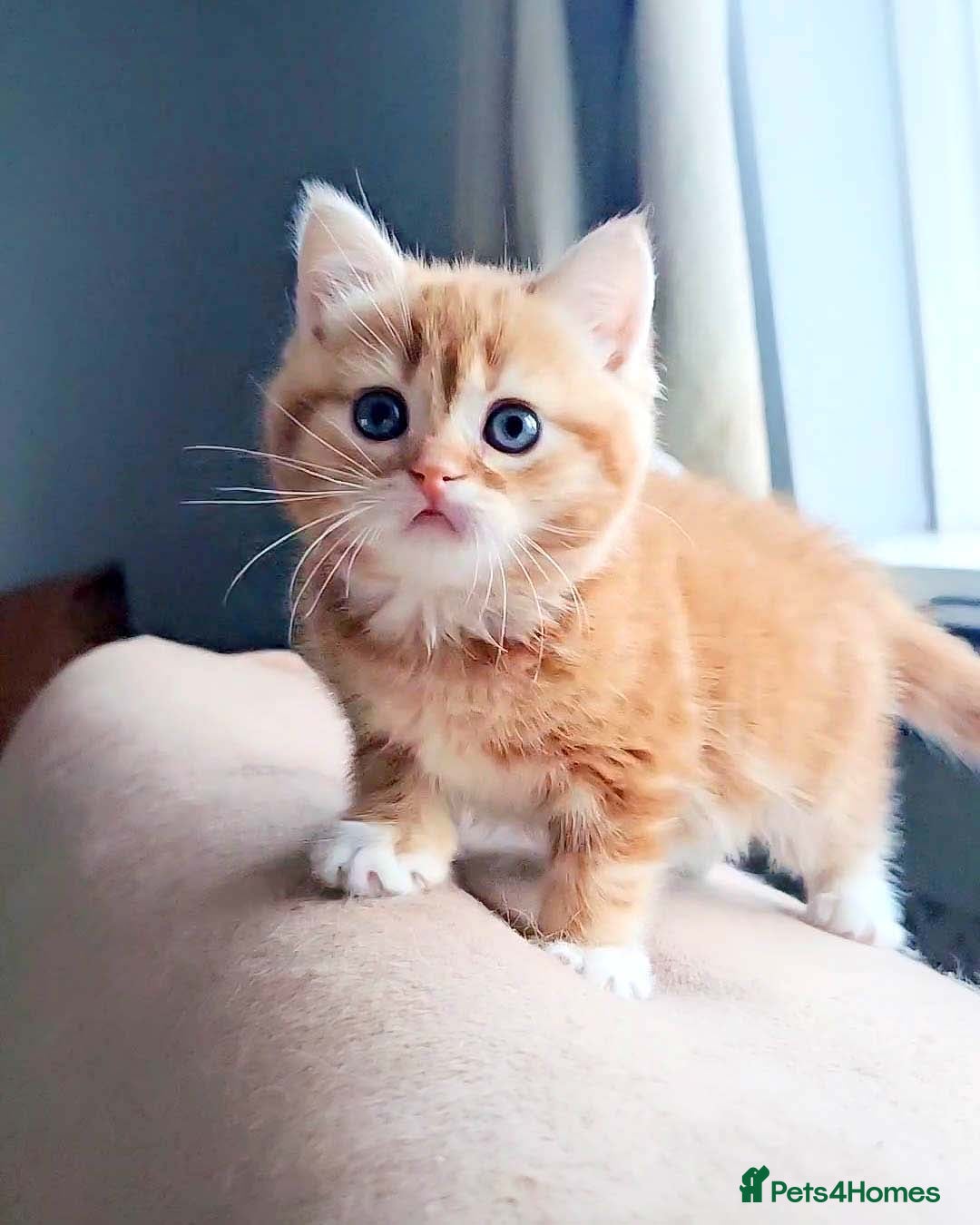 British Shorthair cats for sale: Lovely BSH/BLH Kittens Ready For New Home - Advert 36