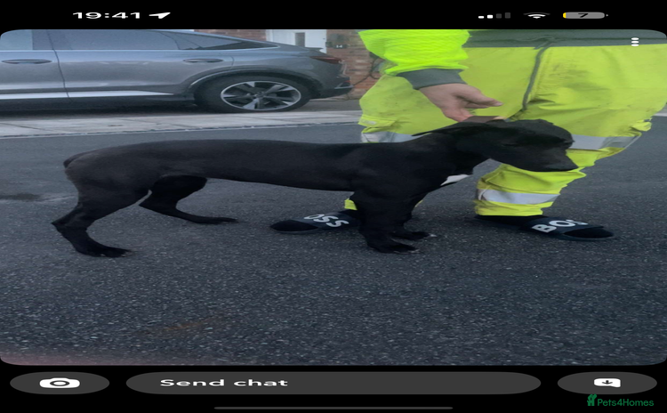 Lurcher dogs - Advert 1