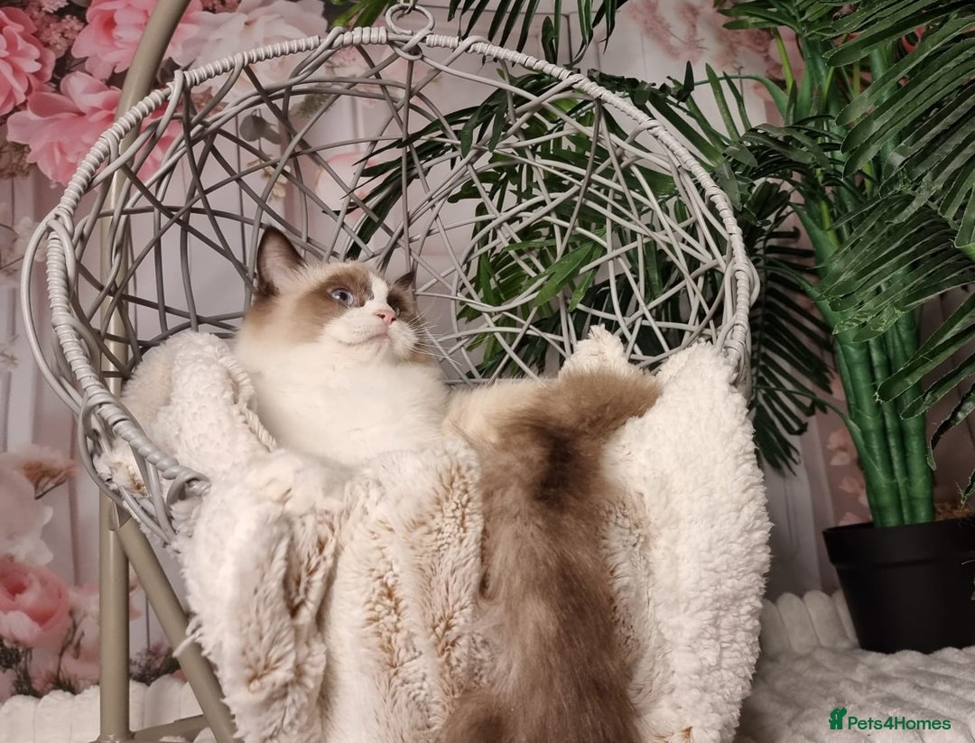 Ragdoll cats for sale: Quality Tica reg Ragdoll kittens  - Image 29