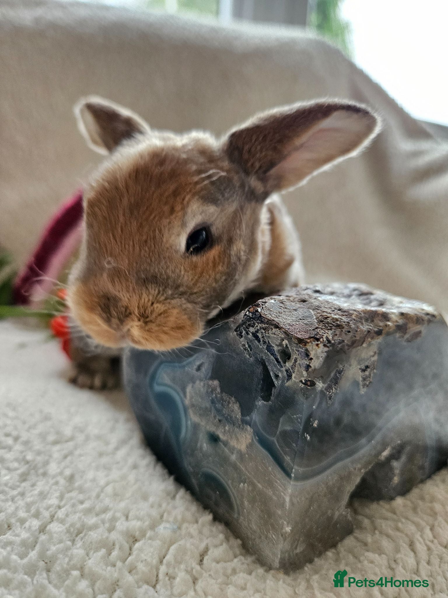 Mini Lop rabbits Mini Plush Lops - Rainbow Litter Suffolk - Advert 1