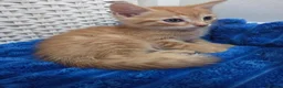American Shorthair cats for sale: Ginger Male 8 Week Old Kitten - Advert 13