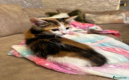 Mixed Breed cats for sale: Super cute and well behaved kittens - Image 6