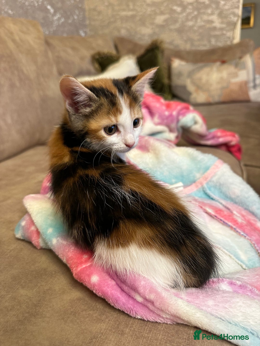 Mixed Breed cats for sale: Super cute and well behaved kittens - Image 6