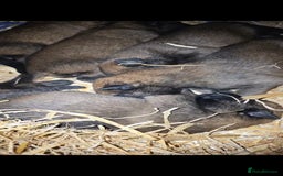 Belgian Shepherd Dog dogs for sale: Belgian Malinois Puppies - Image 1