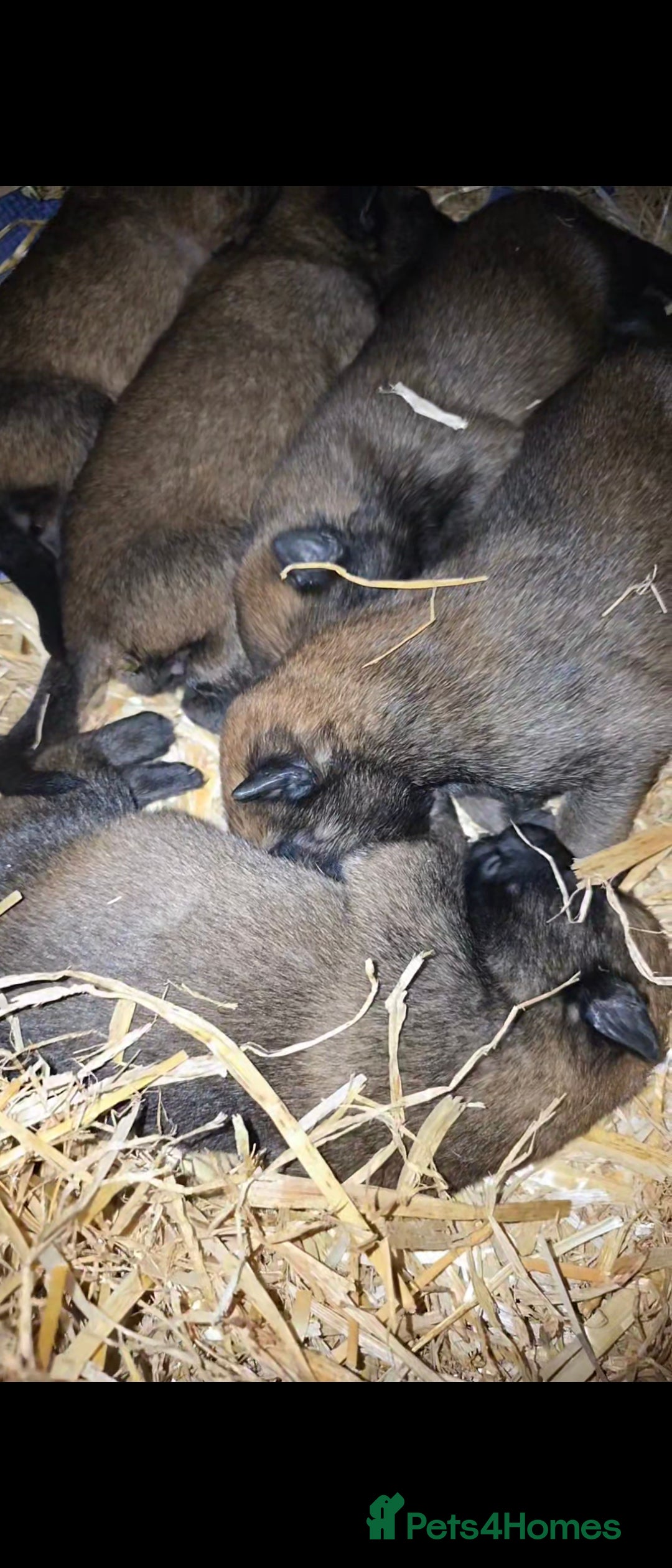 Belgian Shepherd Dog dogs for sale: Belgian Malinois Puppies - Image 1