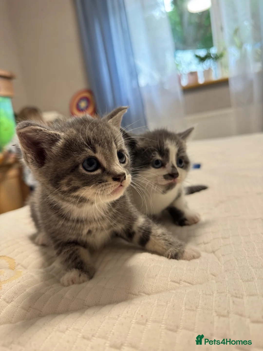 Mixed Breed cats for sale: Kittens in Hook - Advert 2