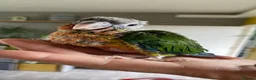 Conures birds for sale: Hand reared Green cheek Conures - Advert 7