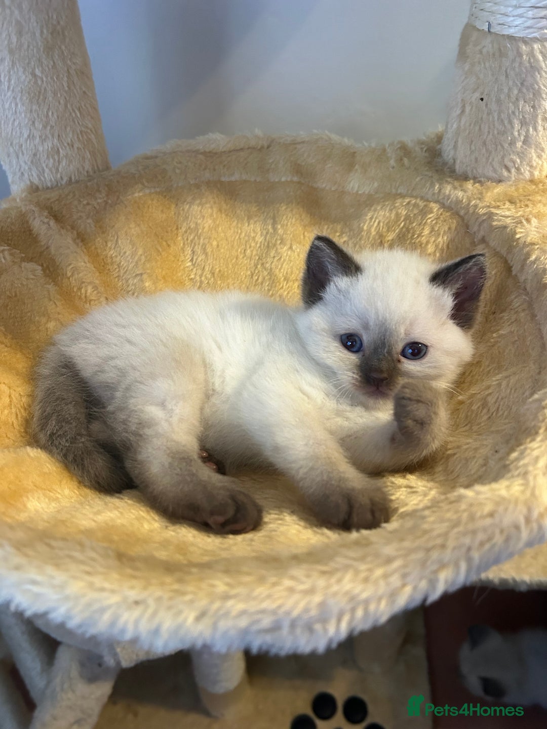 Ragdoll cats for sale: Beautiful Ragdoll x British short hair kittens - Advert 3