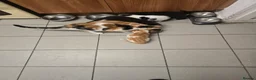 Mixed Breed cats for sale: 6 Kittens for Sale - £70 in London - Advert 14