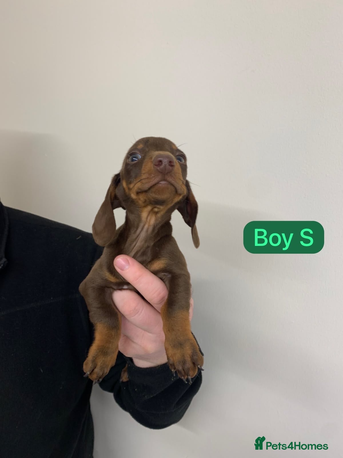 Miniature Dachshund dogs Dachshund  - Advert 8