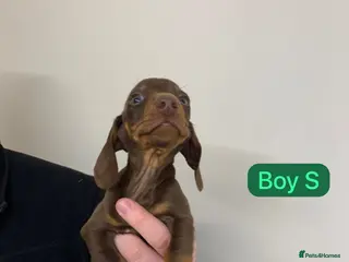 Miniature Dachshund dogs Dachshund - Advert 8