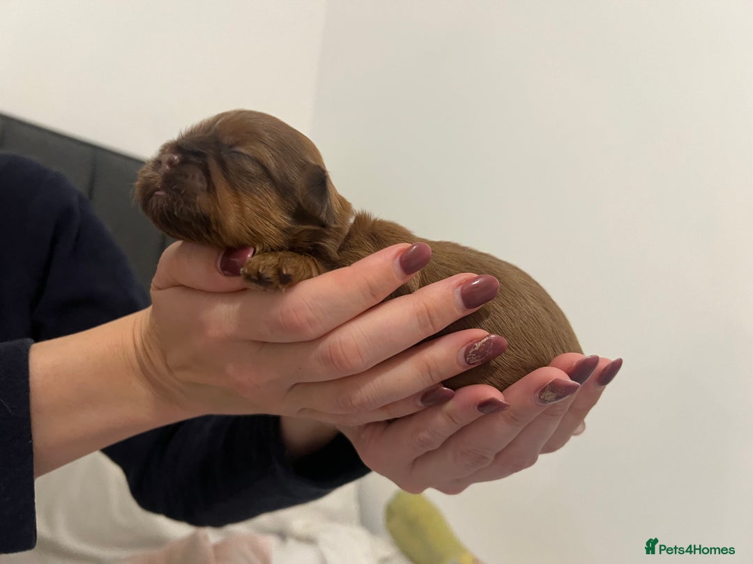 Shih Tzu dogs for sale: KC registered pure breed imperial shihtzu puppies  - Advert 3