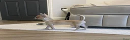 Chihuahua dogs for sale: Tiny Chihuahua Puppy in Grays - Advert 7