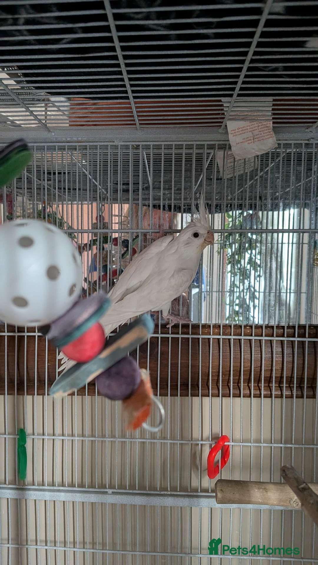 Cockatiels birds for sale: Cockatiel for sale with or without cage in Batley - Advert 1