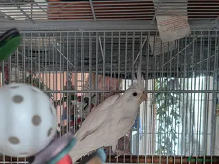 Cockatiels birds Cockatiel for sale with or without cage - Advert 1