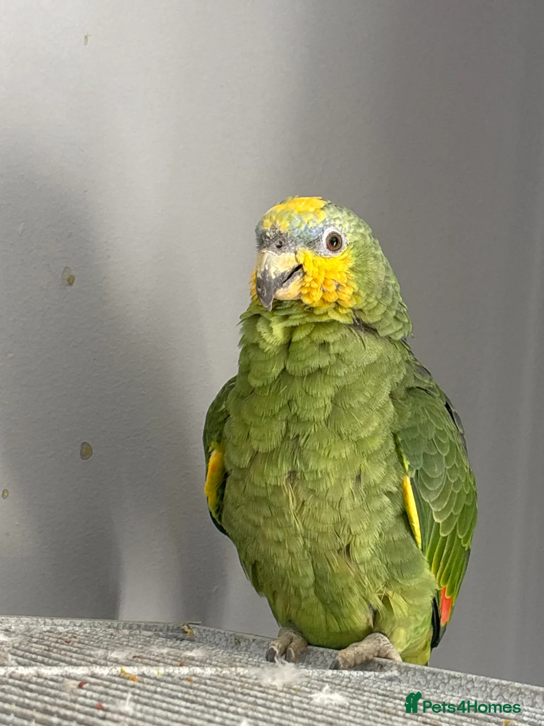 Parrots birds for sale: Amazon blue fronted parrot  - Advert 1