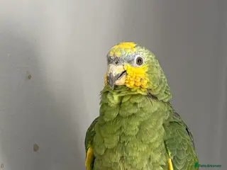 Parrots birds for sale: Orange winged amazon parrot - Advert 2