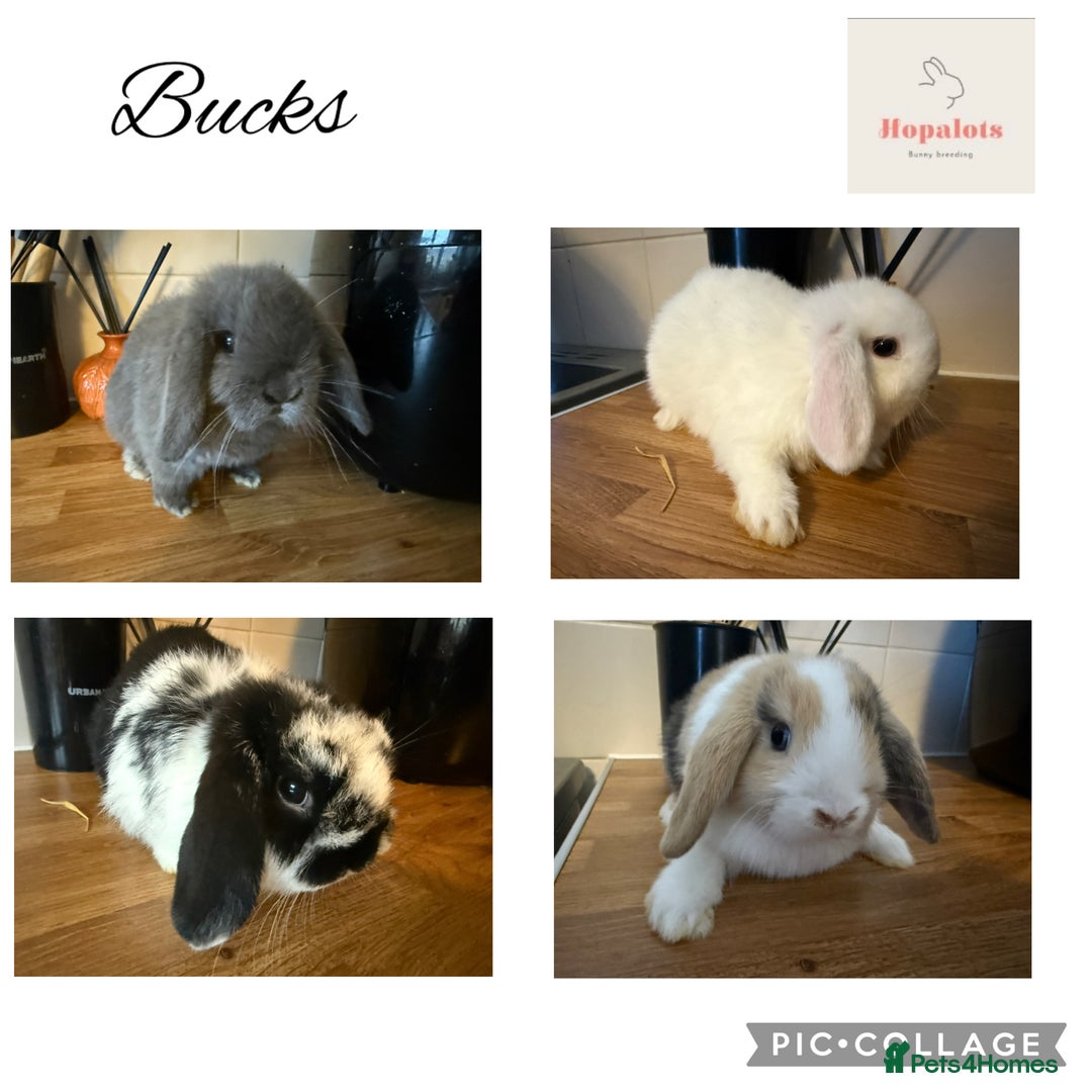 Mini Lop rabbits for sale: Pure mini lops READY TO LEAVE  - Advert 2