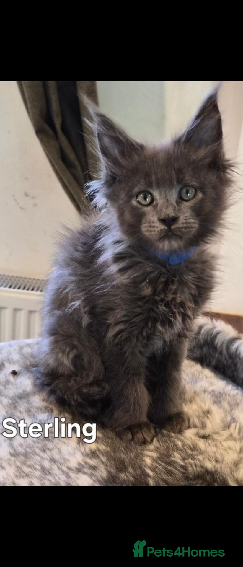 Maine Coon cats Maine coon pedigree kittens  - Advert 12